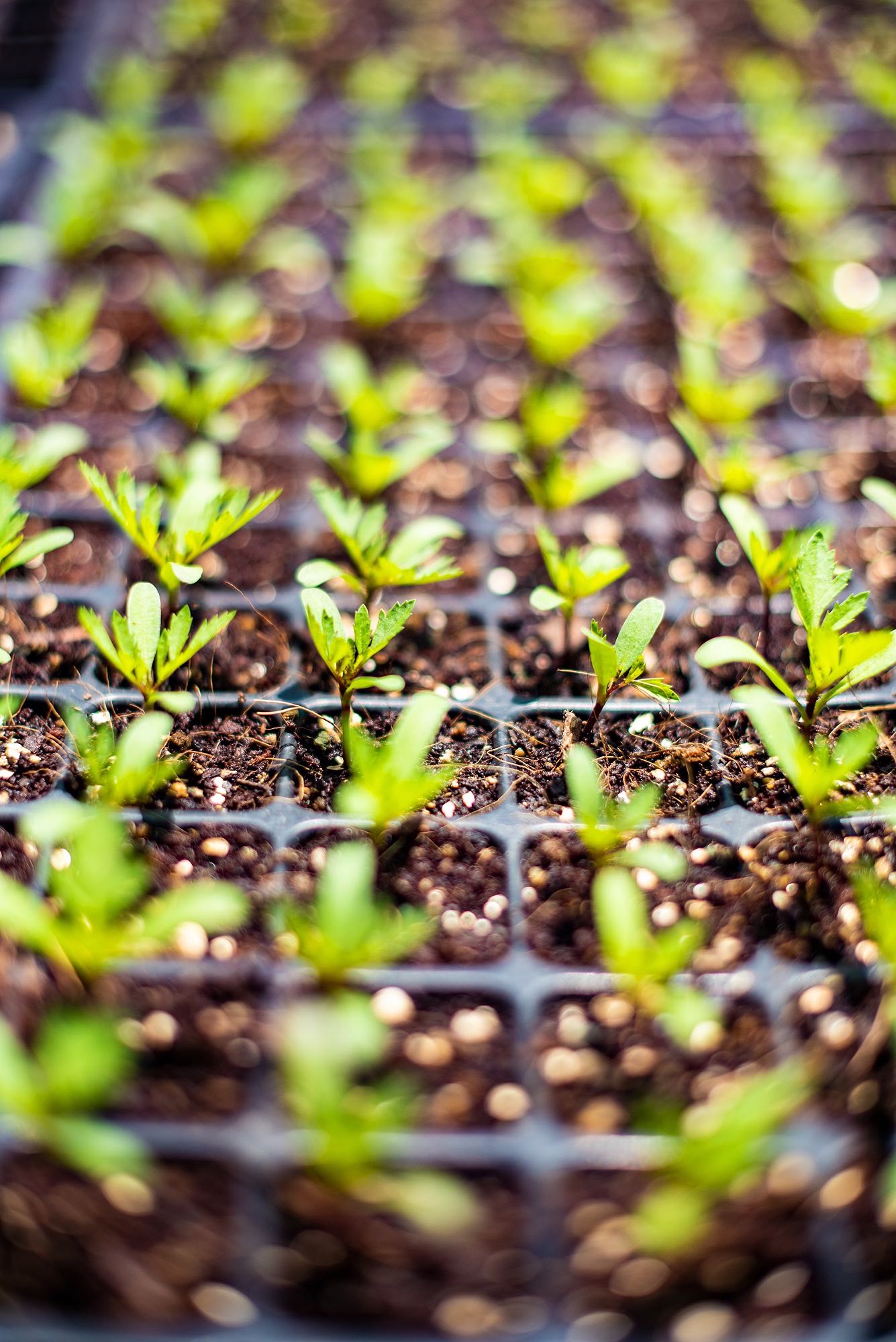 Winter 2024 Easy Peasy Seedling Tray, collect June