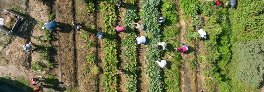 Resilience Design for Community Gardens - 4 DAYS
