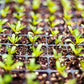 Winter 2024 Easy Peasy Seedling Tray, collect June