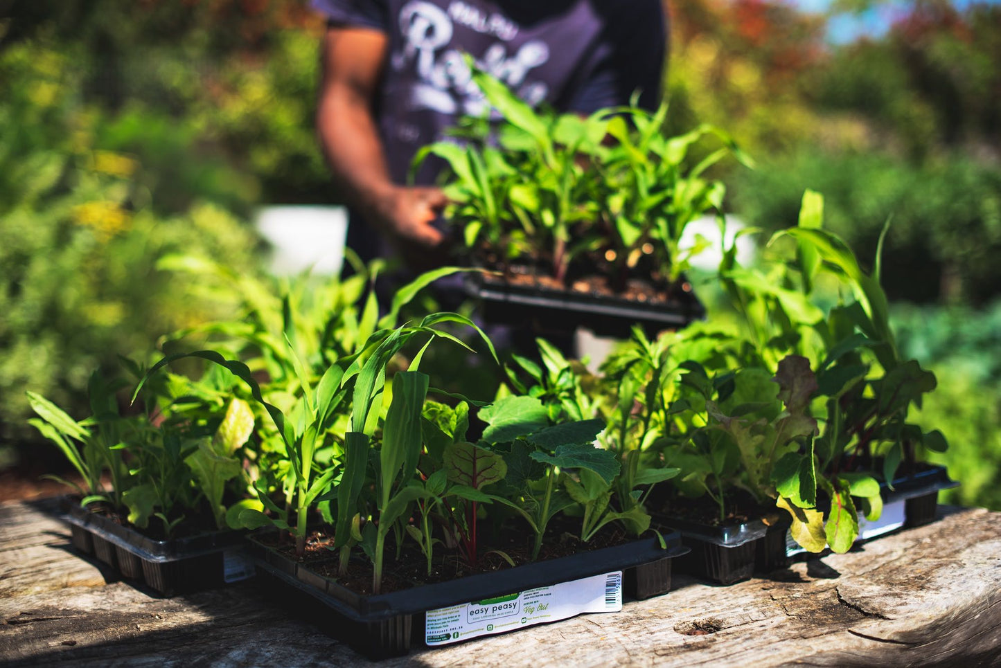 Summer 2024, Easy Peasy Seedling Tray, collect December