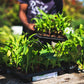 Winter 2024 Easy Peasy Seedling Tray, collect June