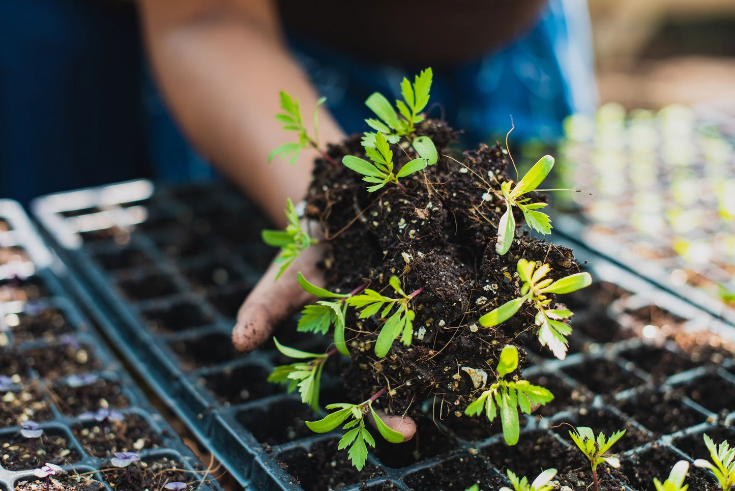 A year or Easy Peasy Seedling Trays