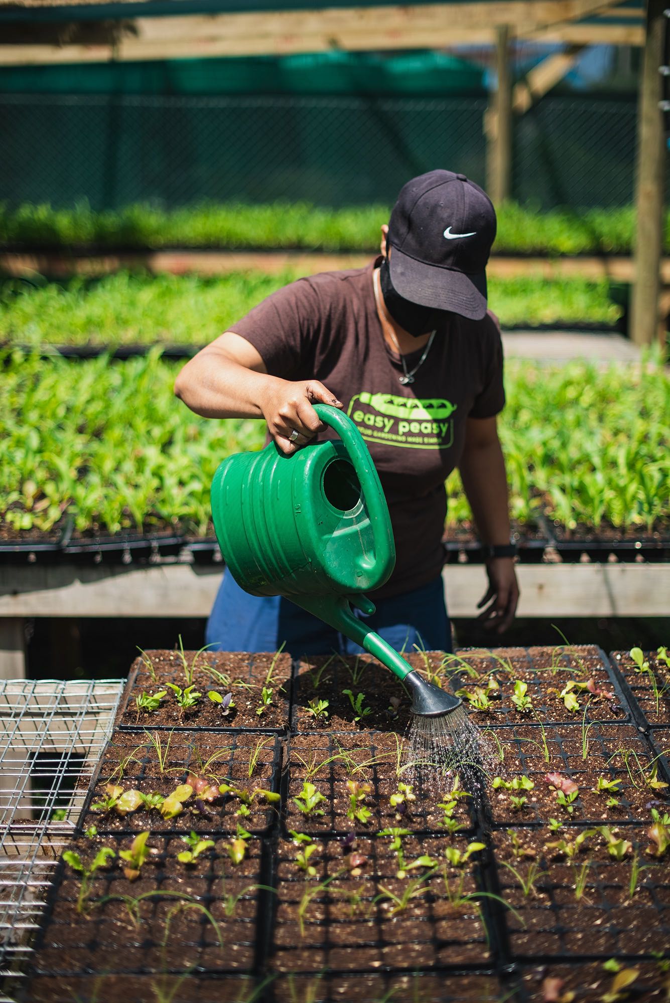 A year or Easy Peasy Seedling Trays